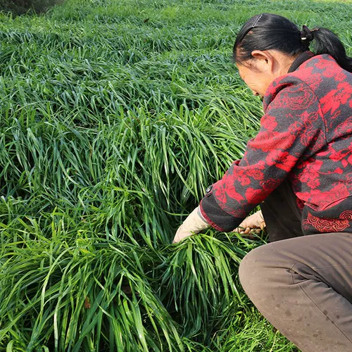 Бесплатная доставка ВСЕ -ЛИФА НАНДА ТИМОРИ трава трава 250 г кроличья трава голландские свиньи, доляция мыши Totoro nandi