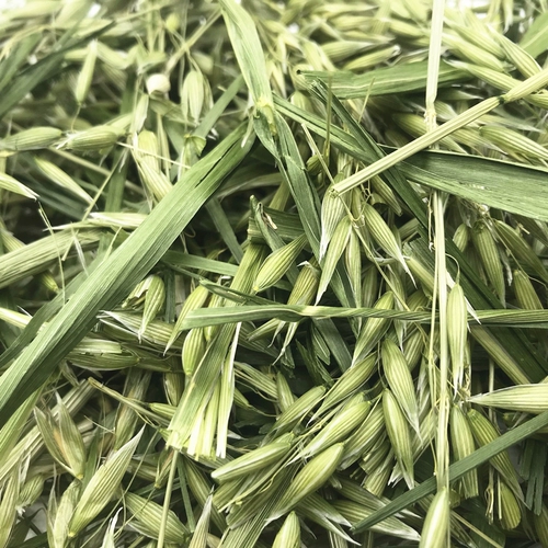 Высыхание овсяных ушей и травы секции кролика Тоторо Голландский