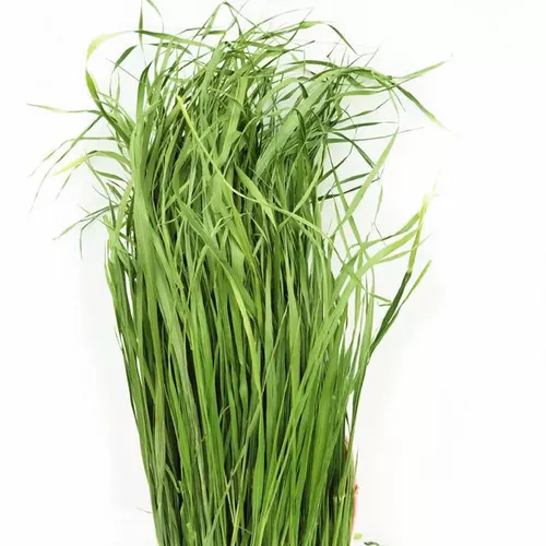 Бесплатная доставка 23 года сушной пшеницы трава с чистой весом 500 г кролики Тоторо Голландская свинина и пастырская трава