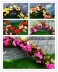 Mô phỏng hoa hồng giả hoa mây phòng khách điều hòa không khí khối trong nhà trần trang trí nhựa nho hoa dải - Hoa nhân tạo / Cây / Trái cây Hoa nhân tạo / Cây / Trái cây