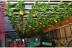 Mô phỏng mây trái cây hoa nho nho lá trần trần lá xanh phòng khách trang trí ống nhựa giả cây xanh treo tường - Hoa nhân tạo / Cây / Trái cây