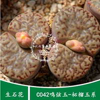 Шесть или шесть семян мяса [C042 20 Капсулы+ Mingxian нефрито