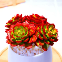 Тиа 3-4 см с одной головкой