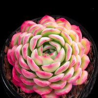 Роза красная