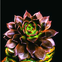 Черный принц 3-5 см.