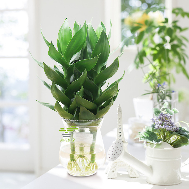 开运观音竹室内盆栽花卉防辐射 2元券