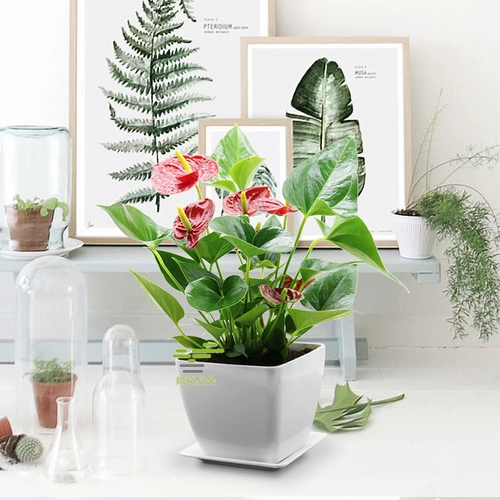 Посадка красной пальмы почва выращивает парус и гладкие цветы и растения для очистки воздушного бассейна.