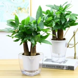 Корта для дерева