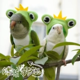 Чистый домашний попугай птица Xuanfeng осенью и зимняя густая теплая одежда Летающая одежда толстовка толстовка капюшона.