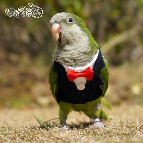 Чистая домашняя птица одежда попугай домашние животные весна и осенняя куртка маленькие платья.