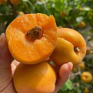 杏子水果新鲜现摘陕西大黄杏应季孕妇水果