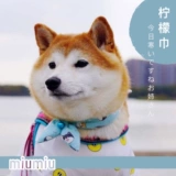 Японский милый домашний питомец оригинальный собака Tangcao Puppies Teddy Fund Mao Bo Mei Mao Cat Water Lemon Lemon Lemon Scorf