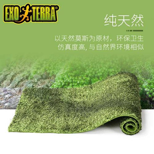 Канада рептилия из Gijin Moisen Pad Rainforest Carpet, земельная черепаха ландшафтная ландшафтная змея -ящеричная ящерица