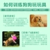 Chó đồ chơi răng hàm cắn bằng chứng vocal quả bóng cao su hơn gấu tha mồi vàng puppy đào tạo pet cát Teddy nguồn cung cấp puppies đồ gặm cho chó Mèo / Chó Đồ chơi