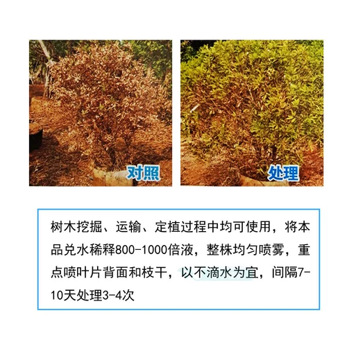Большие трансплантированные анти -штифруемые агенты Мори и сеянчики для трансплантации древесины увлажняющие деревья и растения для предотвращения потери воды.
