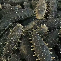 Морские огурцы сухие товары Далянь глубоко морской огурец Светлый сухой женьшень женьшень Лиаошен питательную подарочную коробку 100 грамм упаковки