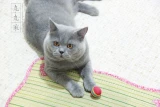 Эластичная радужная игрушка, домашний питомец, кот, 3 шт