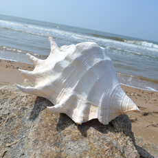 Морская раковина 贝壳海螺天然超大七角螺鱼缸水族造景礼物拍摄道具收藏创意摆件