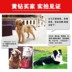 Minghao Club 20kg40 kg con chó trưởng thành con chó thức ăn cho chó Tha Mồi Vàng thức ăn cho chó Husky cạnh chăn nuôi chung dog staple thực phẩm thức an cho chó con Chó Staples