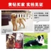 Minghao Club 20kg40 kg con chó trưởng thành con chó thức ăn cho chó Tha Mồi Vàng thức ăn cho chó Husky cạnh chăn nuôi chung dog staple thực phẩm