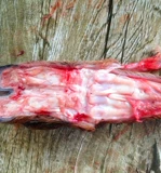 Синь Дади Джилин Квалил Штану потирает бедро свежий олень