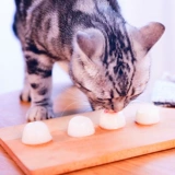 Кошачья козела, закуски для кошки с пудингом 2 месяца беременная кошка питание котят котенок закуски