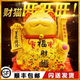 Золотой электрический коктейль кошачья кошка качание крупно