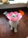 Кошка Элизабет Круг Корт мягкая собака Крип Кольцо кольцо кольцо кольцо Izabeth Circle Elisha White Circle Licking Holders