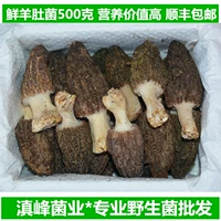Высококачественные свежие овцы, которая сейчас является Cai, Yunnan Lijiang TU Специальное питание, грибы, чтобы отправить Cordyceps бесплатную доставку, бесплатная доставка SF