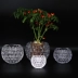 Pha lê thủy canh xanh bình thủy tròn bóng cây xanh chậu cây thủy sinh sáng tạo thủy tinh trang trí chậu hoa - Vase / Bồn hoa & Kệ Vase / Bồn hoa & Kệ