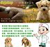 Parvovirus parvovirus checksum memory card and dog testing of dog pet các loại vật tư y tế cho thú cưng Cat / Dog Medical Supplies