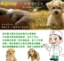 Parvovirus parvovirus checksum memory card and dog testing of dog pet máy siêu âm cho chó mèo Cat / Dog Medical Supplies