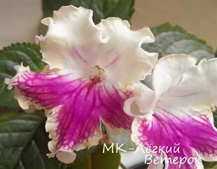Русская orchid лёгкий ветерок ветерок ветерок
