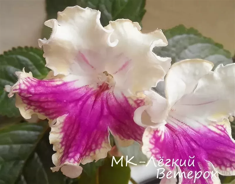 Русская orchid лёгкий ветерок ветерок ветерок