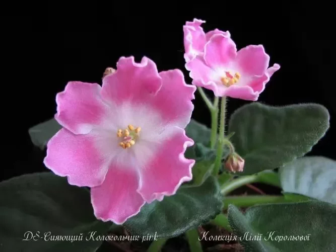 Bulin ds-колокольчик k pink pink clock
