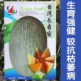 Синьцзян Кантелупа семян семян семян семян семян и дынями супер сладкий весенний сезон