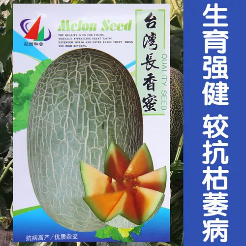Синьцзян Кантелупа семян семян семян семян семян и дынями супер сладкий весенний сезон