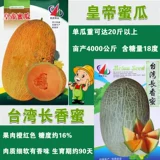 Синьцзян Кантелупа семян семян семян семян семян и дынями супер сладкий весенний сезон