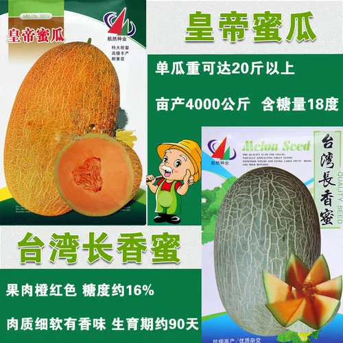Синьцзян Кантелупа семян семян семян семян семян и дынями супер сладкий весенний сезон