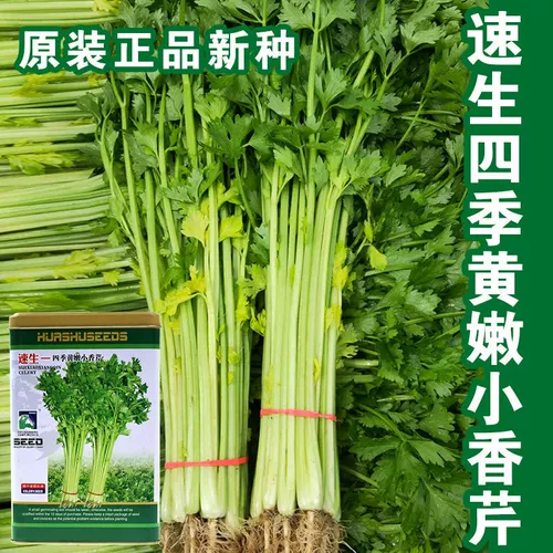 Быстрые четыре сезона Huang nian xiaogin milm Семена сладкие и хрустящие семейство Cai Garden Cultivation у маленьких знаменитостей семенами знаменитостей