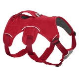 Rafewell Wang Dog's Dog's Beta Beta RW Dog Bare сообщил о Тедди Golden Shiba Inu La Dardy Teddy Products