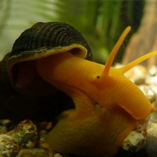 Surawishi Snails Orange Rabbit Snailts Смотрение улитки улитка