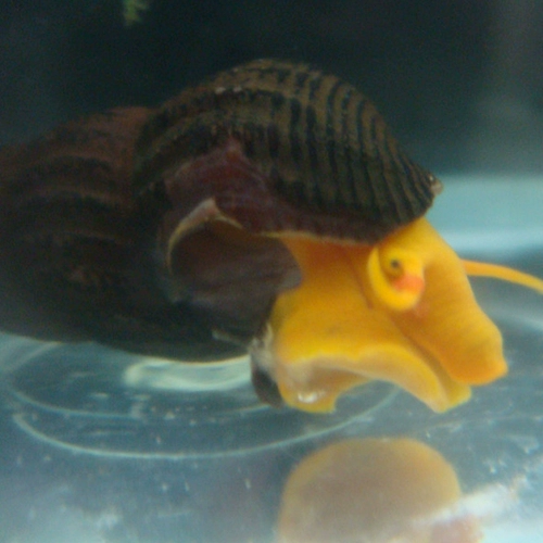 Surawishi Snails Orange Rabbit Snailts Смотрение улитки улитка