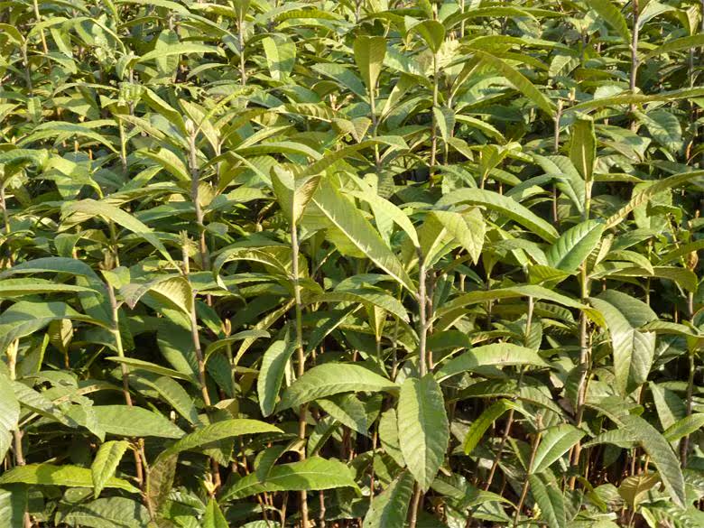 供应枇杷果树苗 枇杷树苗 琵琶苗 枇杷小苗 枇杷树小苗批发