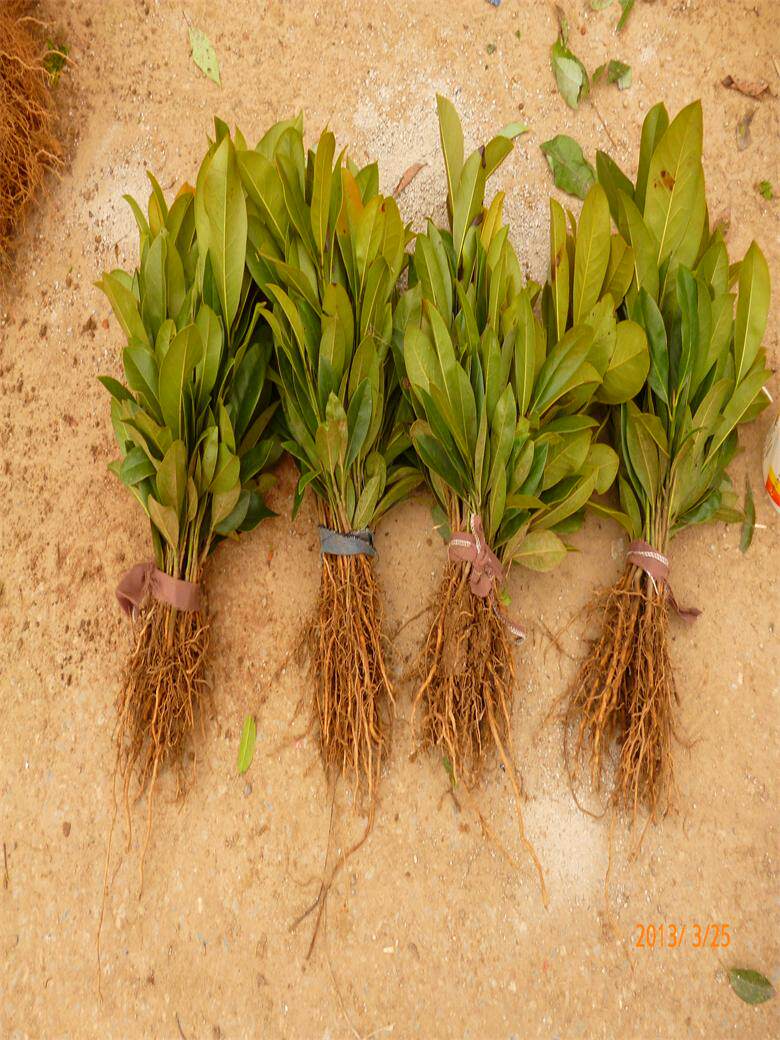 优质广玉兰小苗广玉兰树苗广玉兰-花木商情网,湖北孝感苗木货源供应