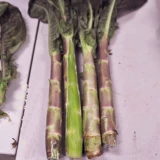 Семена салата с высоким содержанием салата