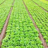 Быстрые рожденные большие семена салата салата Сан -листовое стекло листового листья, Стеклом Семена салата, четыре сезона овощей, зеленые овощи на балконе Бесплатная доставка.