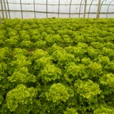 Быстрые рожденные большие семена салата салата Сан -листовое стекло листового листья, Стеклом Семена салата, четыре сезона овощей, зеленые овощи на балконе Бесплатная доставка.