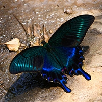 Зеленый ремень Cuifeng Butterfly Live Butterfly Bidge Butterfly Plus Matsus finemur