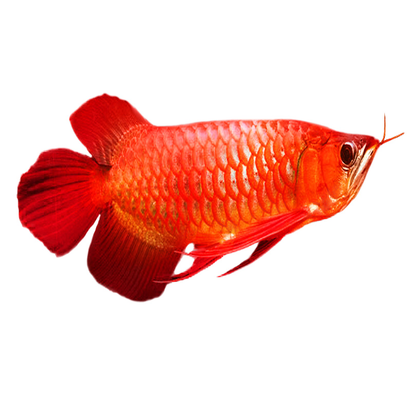 雷龙鱼是什么样子的图片(雷龙鱼种类图片大全) 印尼小红龙